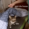 gigit dia hasan oke