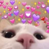 Para os apaixonados ❤️😻 7