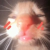 Amor e fofuras 9