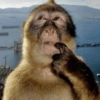 MACAQUINHOS EXPRESSIVOS 🐵 14