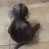 ANIMAIS DEBOCHADOS 😂 7