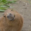 🤎 CAPYBARA MOODS 🤎 6