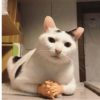 Gatitos 🐈‍⬛ 13