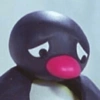 Pingüino penguin 😎 25