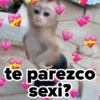 ❤️ Changuitos enamorados 💘 8