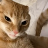 GATITOS ENOJADOS 😡😂 13