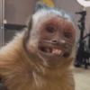 MACAQUINHOS DIVERTIDOS 🐵 13