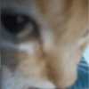 Gatinhos bizarramente fofos 10