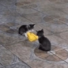 Gatos vida loka 🤪 14
