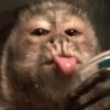 MACAQUINHOS DIVERTIDOS 🐵 15