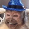 Monkeys 17