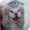 HAU