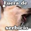 Peyitos Bonitos❤️🐕🥈 15