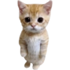 Funny cat memes 15