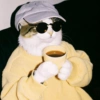 Cat cute  5