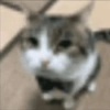 Cats (2/4) 6