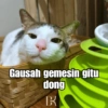 Bobby Kucing Prabowo 🐱 15