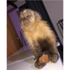 Monkeys 12