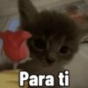 Para ti ola
