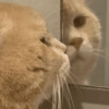 Gatitos enojados😡🐱 13