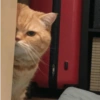 GATITOS ENOJADOS 😡😂 9