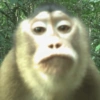 MACAQUINHOS EXPRESSIVOS 🐵 16