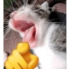 Gatos vida loka 🤪 13