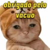GATINHOS 🤣 6