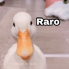 Raro