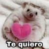 Te quiero