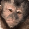 Monkeys 28