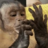 MACAQUINHOS EXPRESSIVOS 🐵 10