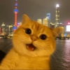 Memes de Michis🐱 5
