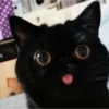 Gatos Cura Depresión😽😎 12