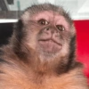 MACAQUINHOS DIVERTIDOS 🐵 7