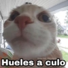 Hueles a culo