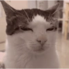 MEME KUCING 🐱 14
