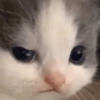 Cats (2/4) 21