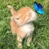 Cats (2/4) 17