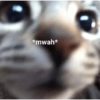 Cats 24