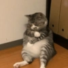 GATITOS ENOJADOS 😡😂 5
