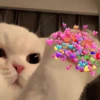 Romantic cats ❤️🐈 12