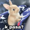 之 @Harley_Stickers k pasa?