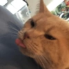 GATITOS ENOJADOS 😡😂 11