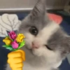 Reações gatos 8