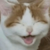 Reações gatos 7