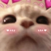 Gatinhos bizarramente fofos 15