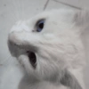 Gatos 9