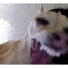 Animalitos drogadxs 10