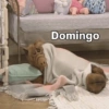 Domingo